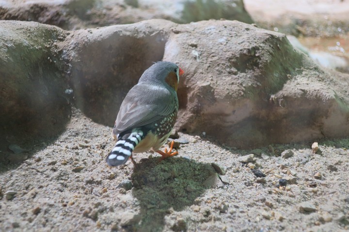 Pairi Daiza