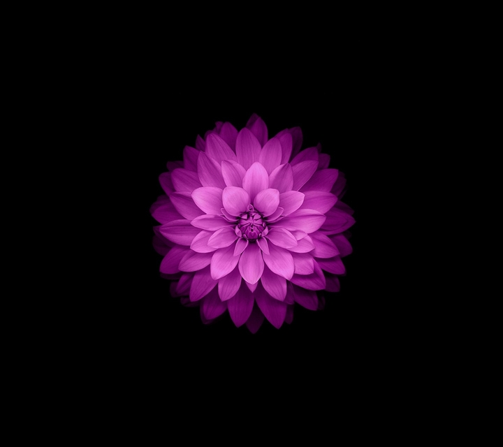 #Apple #Flowers
