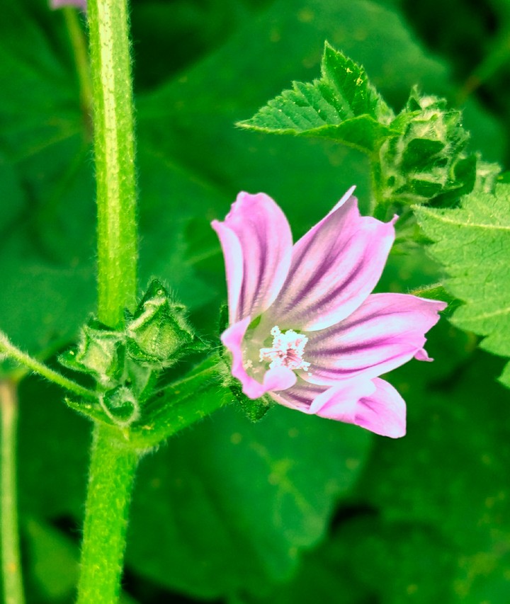С