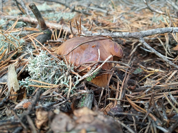 mushroom