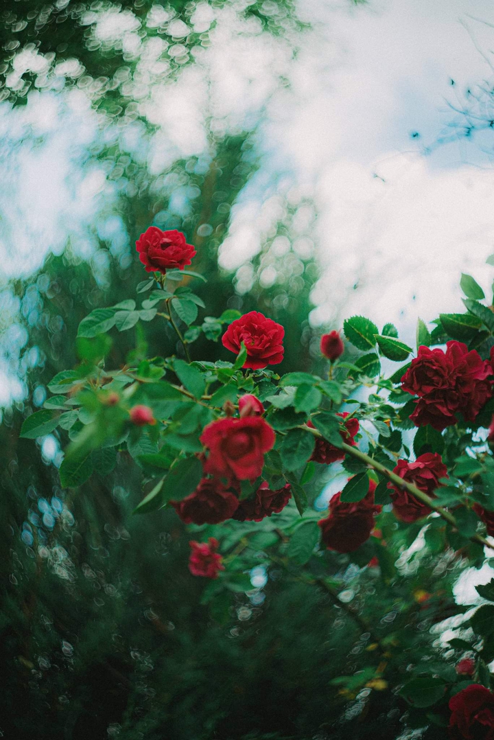 roses