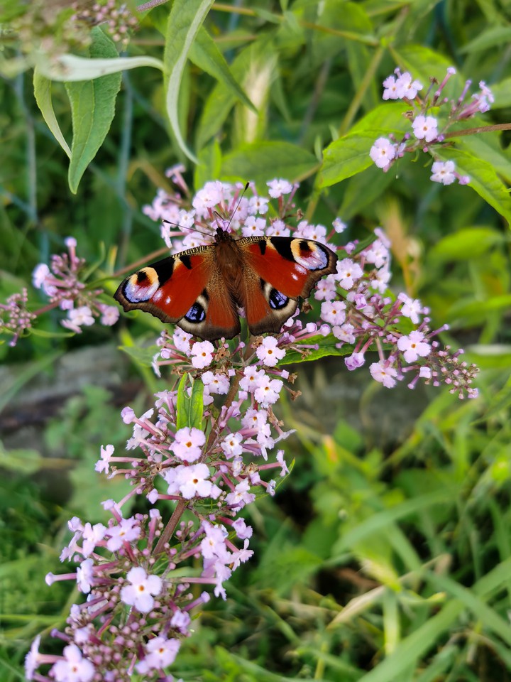 beautiful butterfly