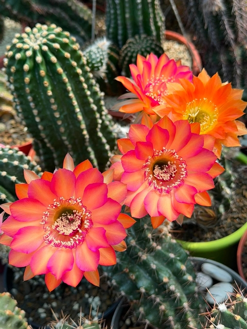 tapety Orange, Cactus
