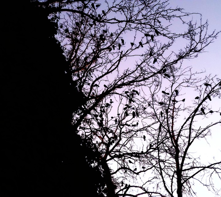 پاییز فصل کوچ کردن