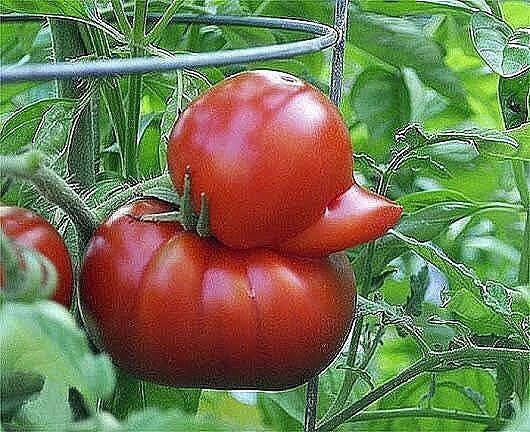 Tomatenente