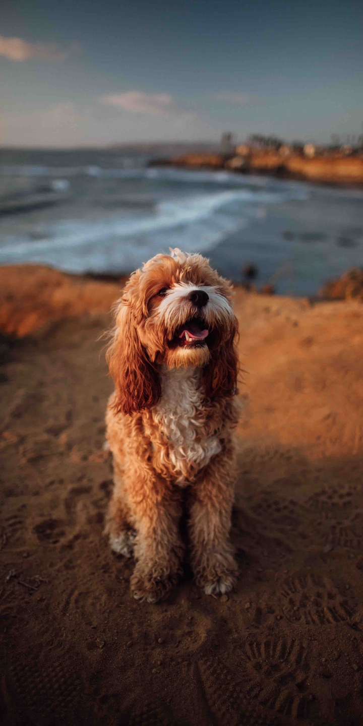 dog
