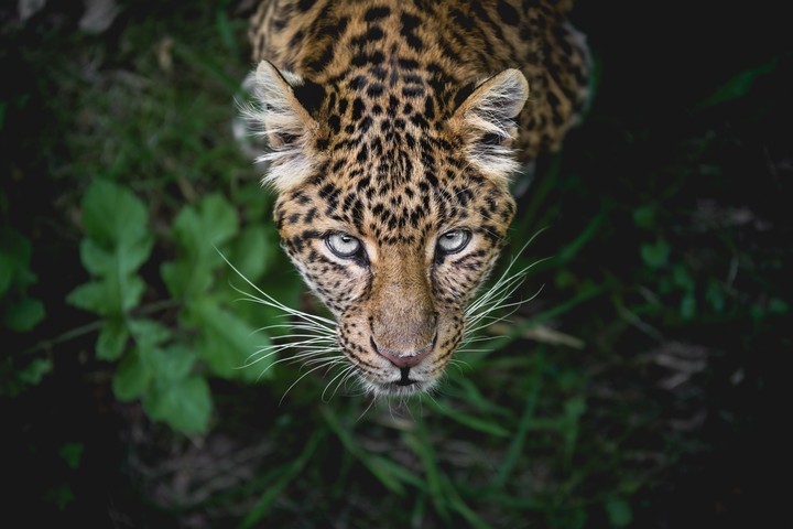 leopard