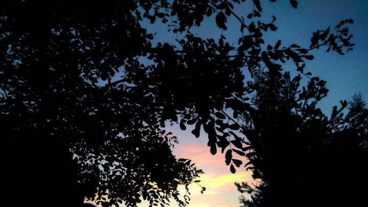 Sky through the leaves