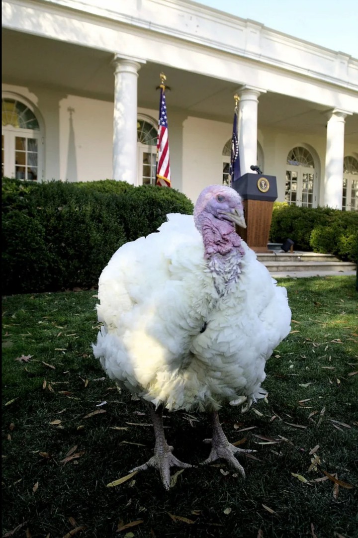 Pardoned Thanksgiving Turkey