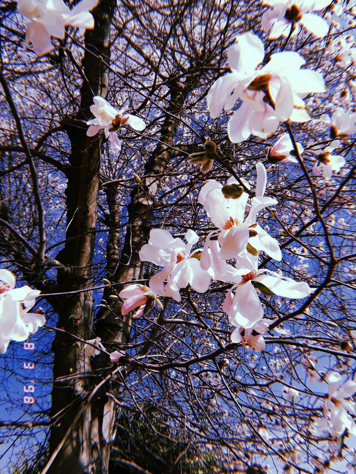 #flowers #nature