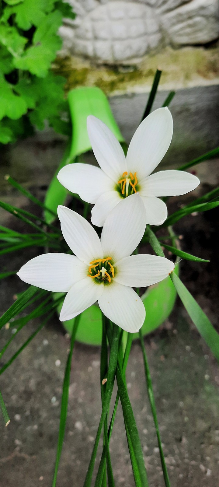 indian flowers