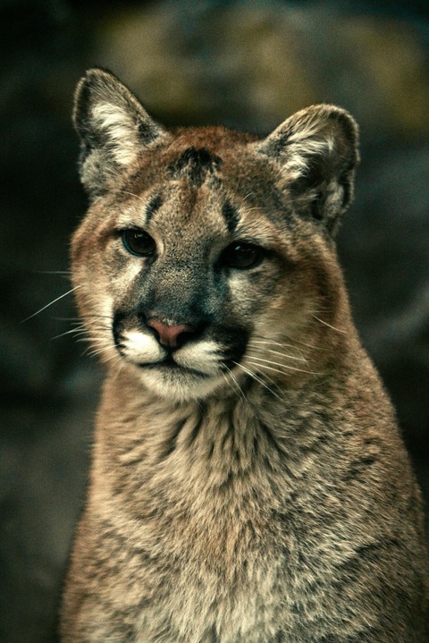 cougar, pumas duvar kağıtları