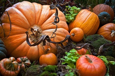 variety of pumpkins