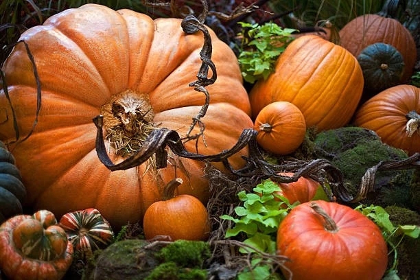 variety of pumpkins
