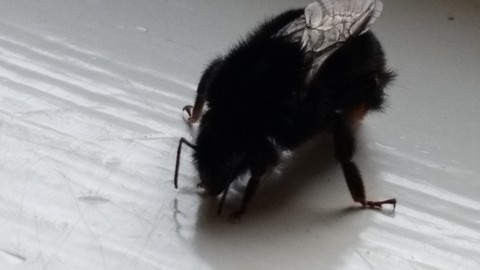 bees