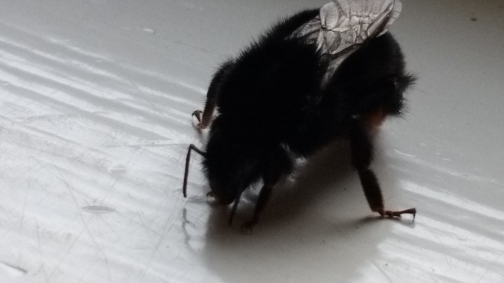 bees