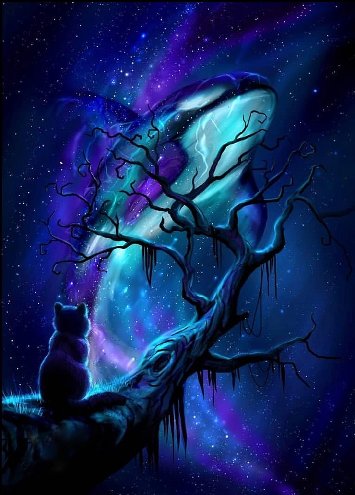 orca & cat
