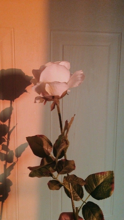 gül, branch wallpapers