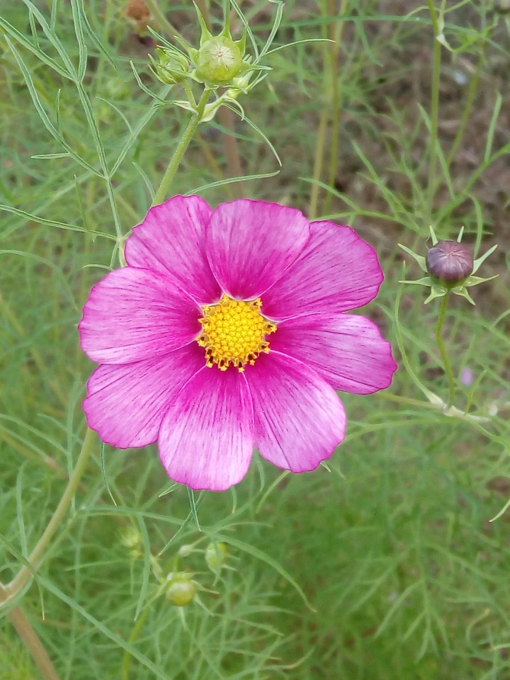 Beautiful_flower