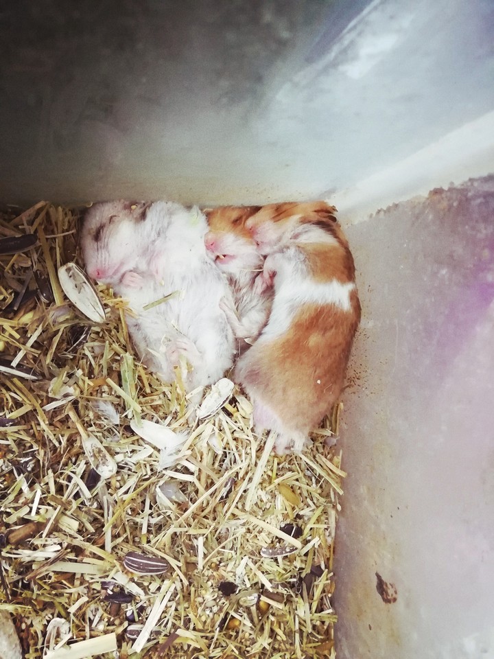 hamester