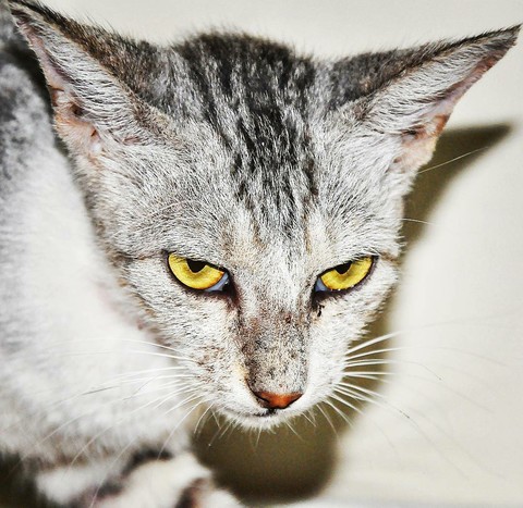 fierce creature