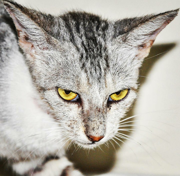 fierce creature