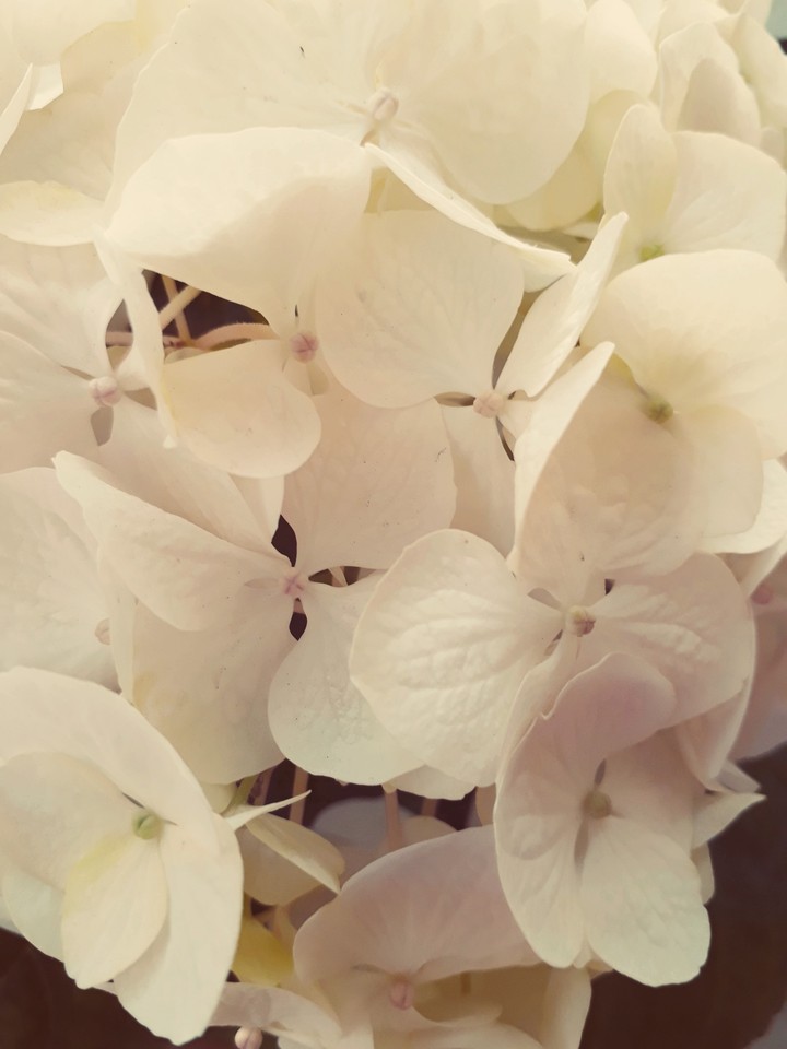 white flowers