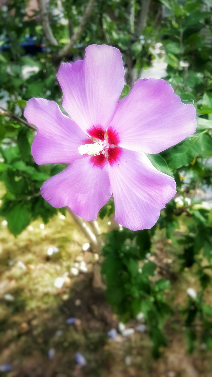 flower