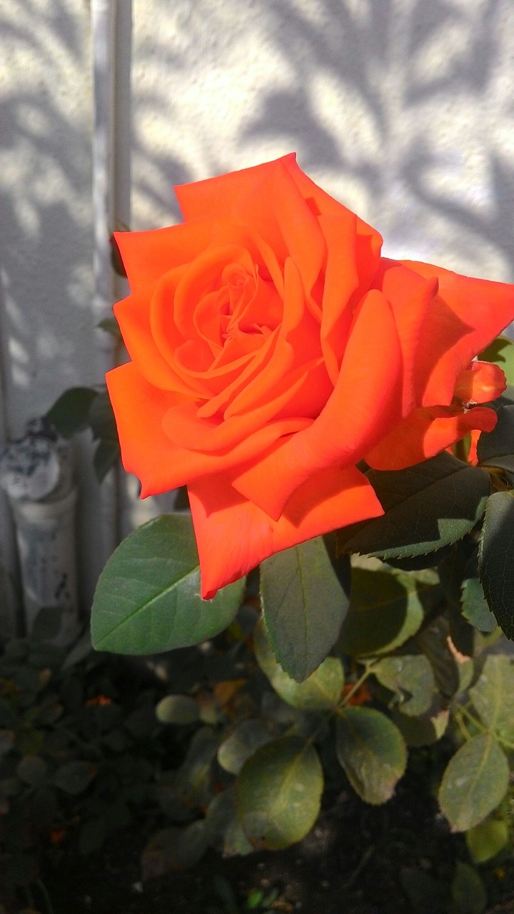 orange rose