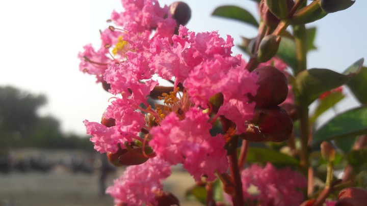 pink flower