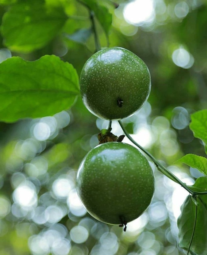 Fruit