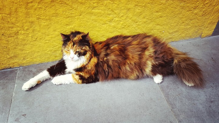 cat