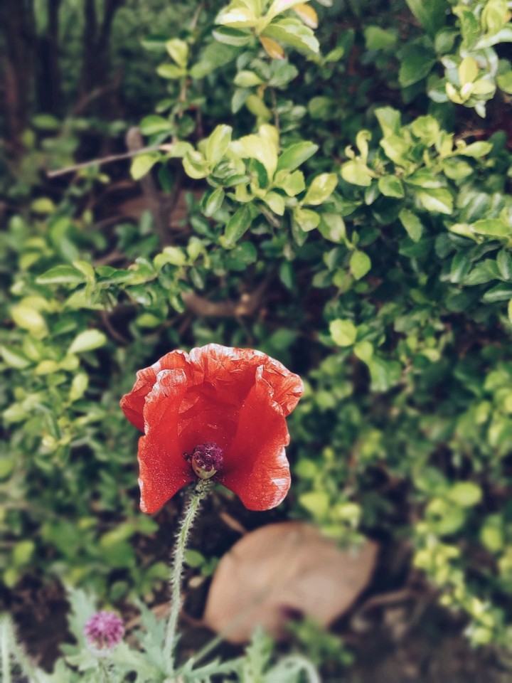 Red Flower Beauty