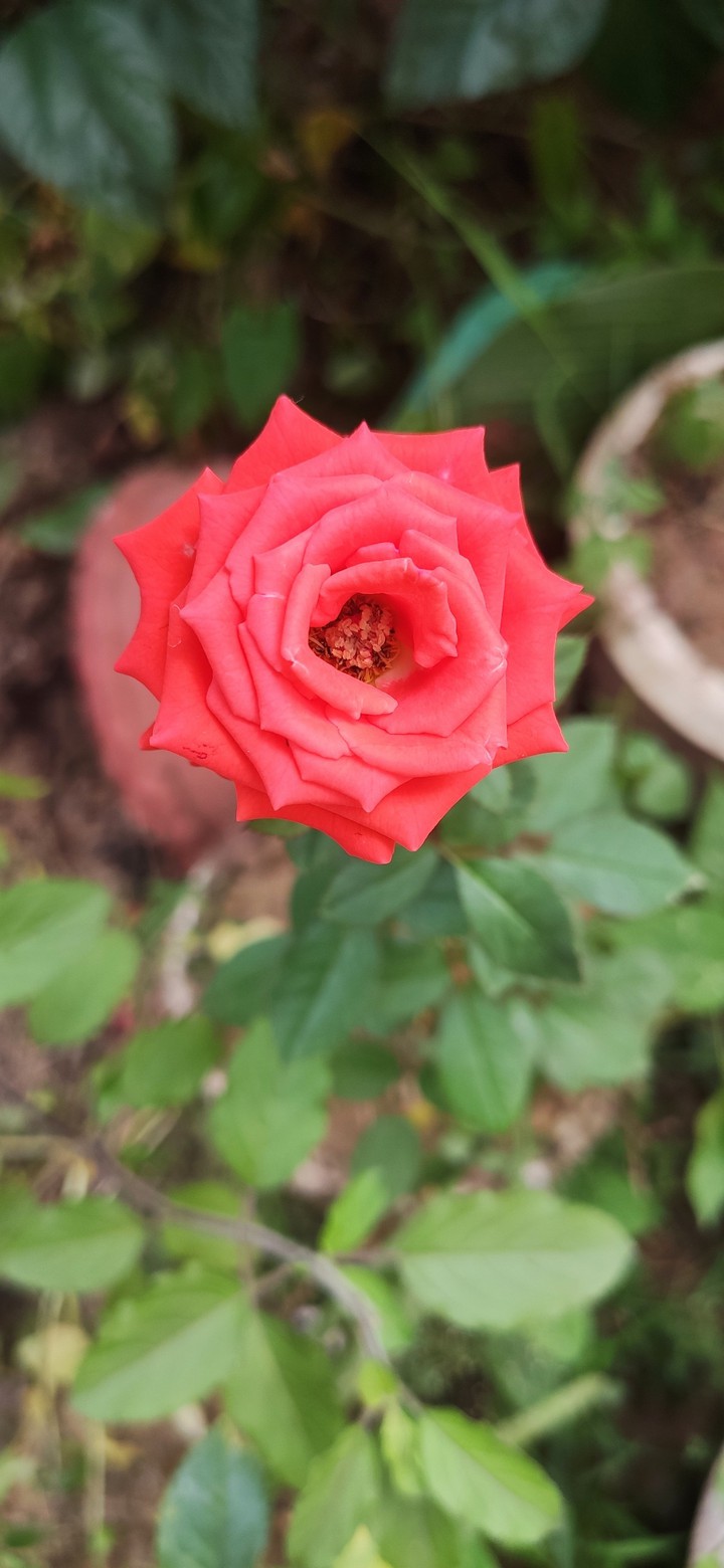 Red rose