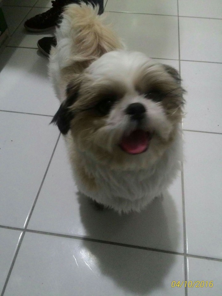 pet