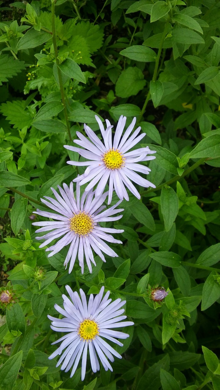 flowers