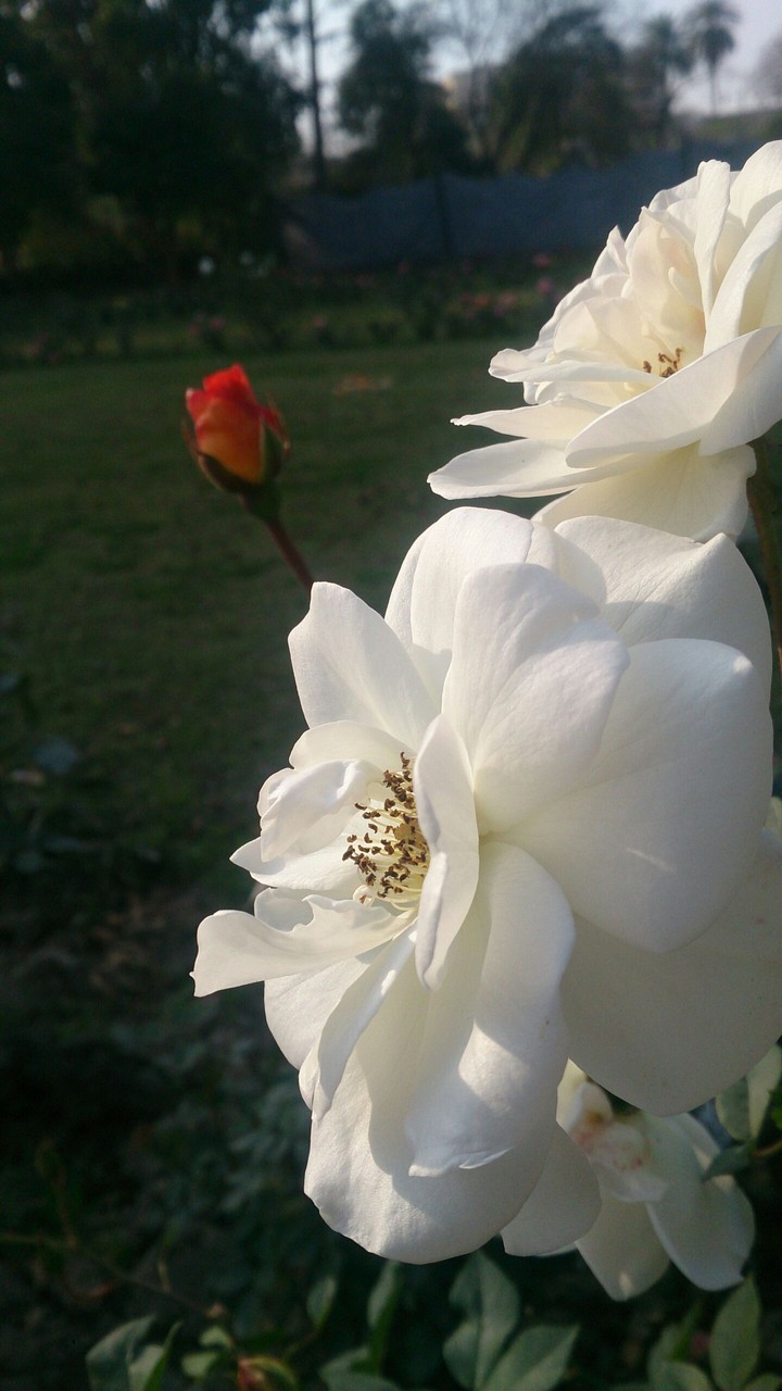 flower in white
