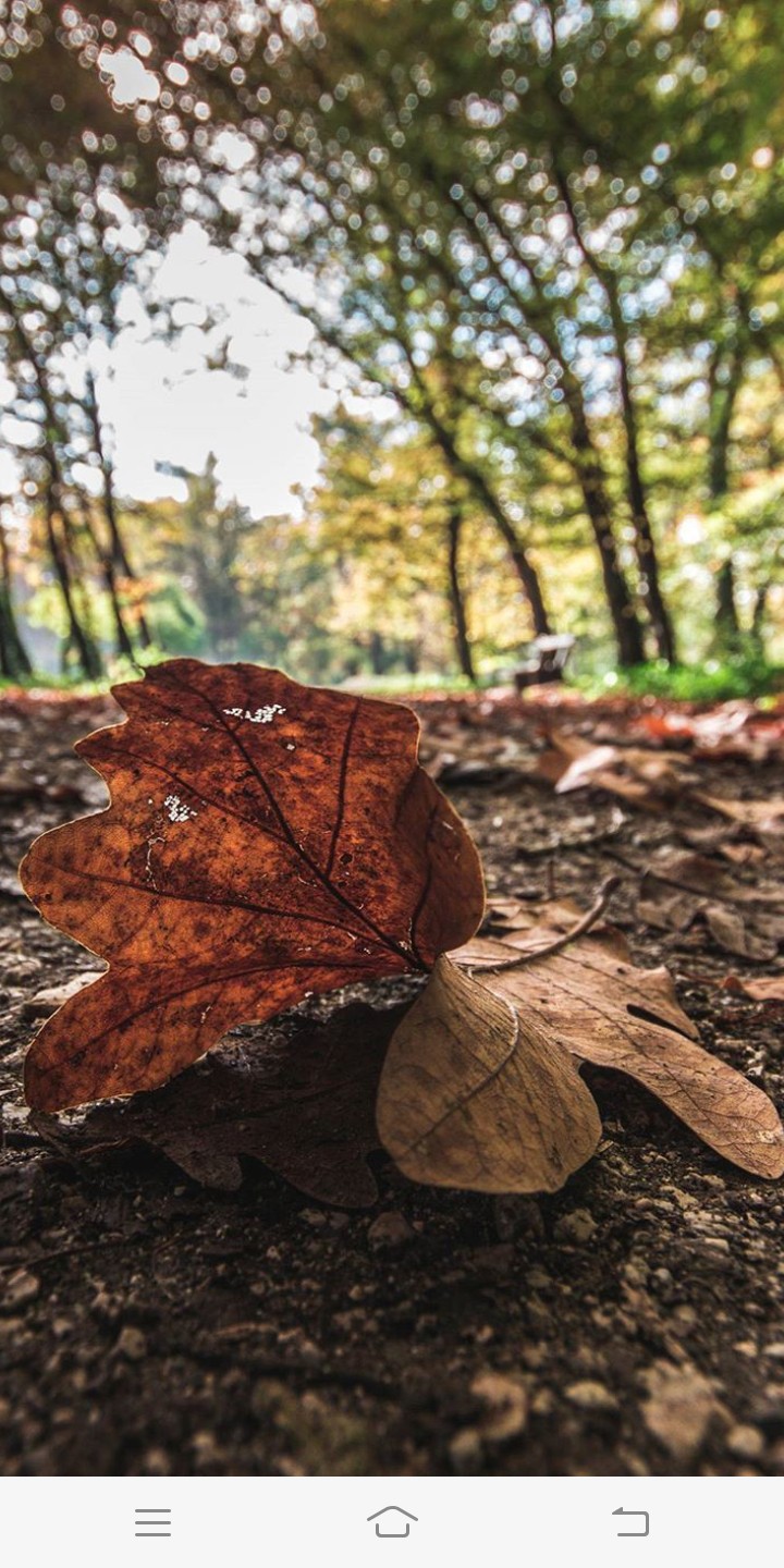 leaf
