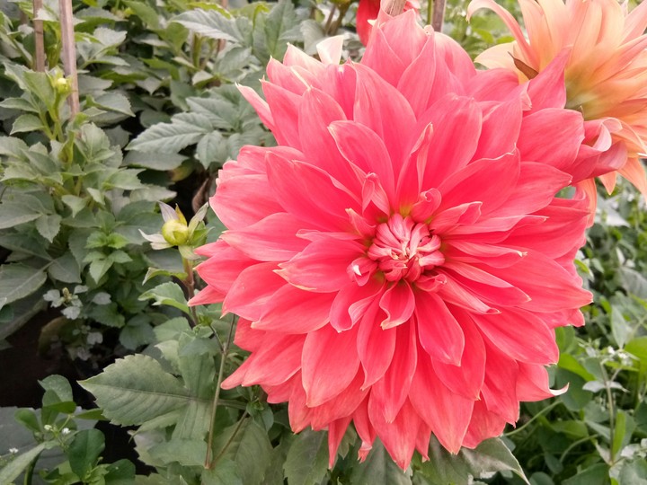 Red Flower