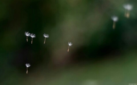 natural flower