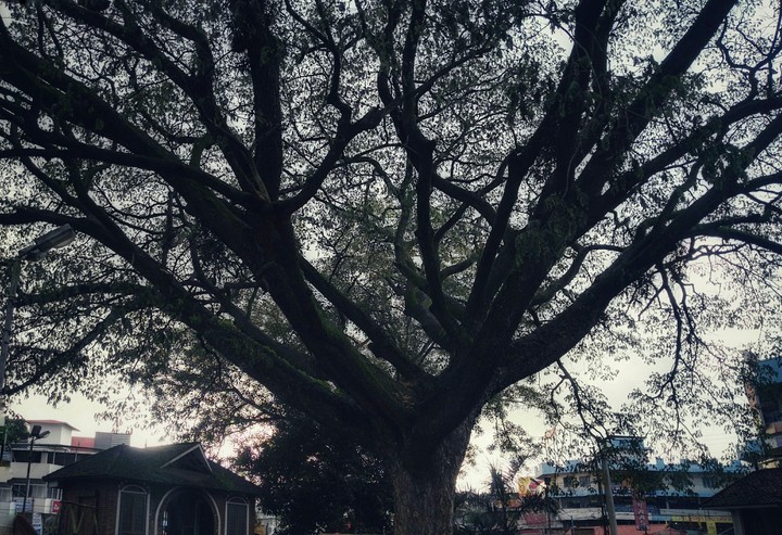 Park day