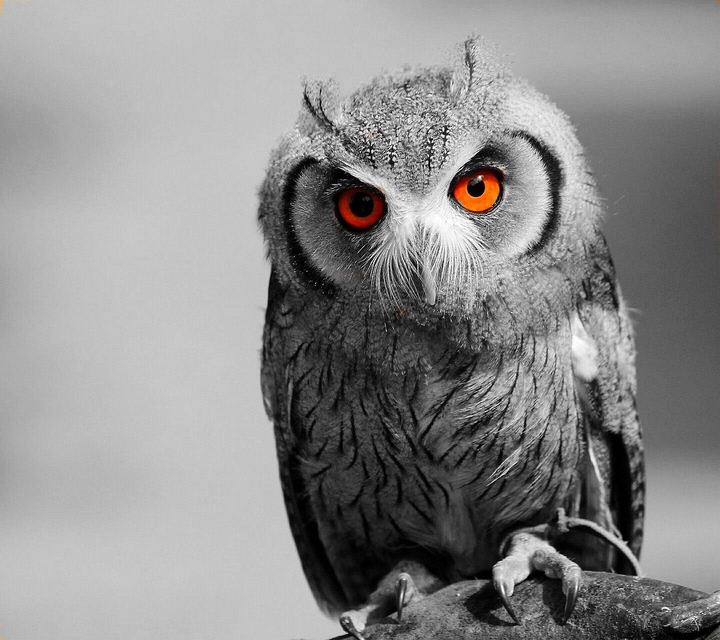 Animal 1