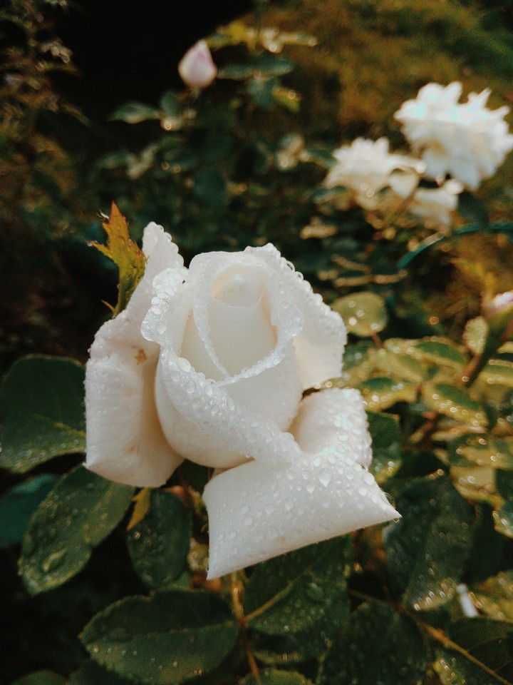 rose