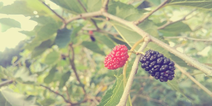 Mulberry