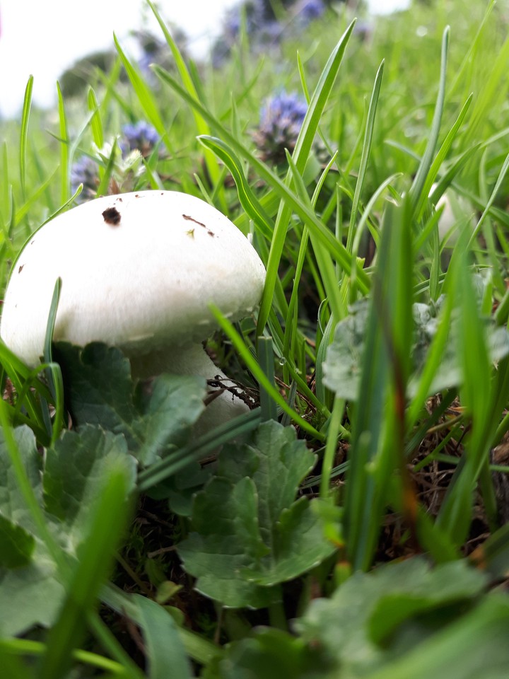 Mushroom lovers