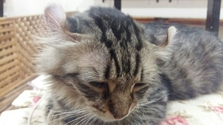 boring meow