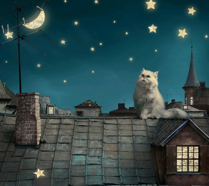 kedi #Cat
