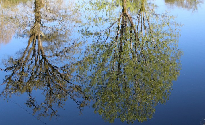Reflejos