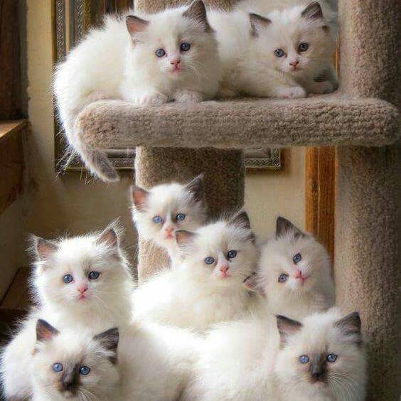 sweet cats