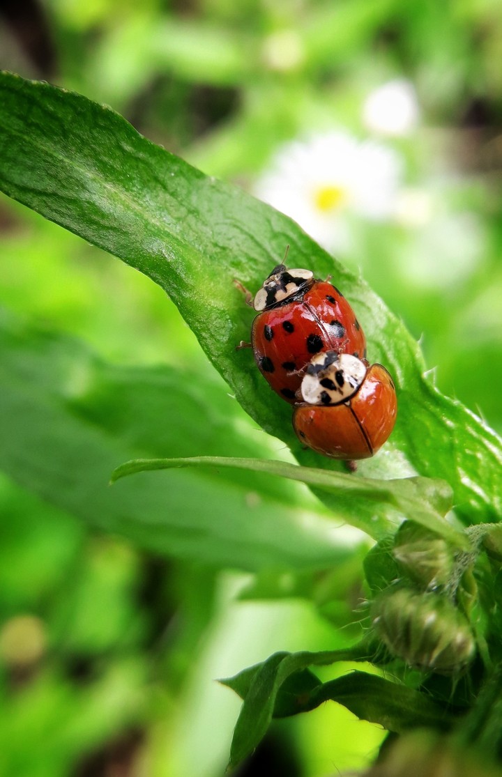 Nature